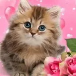 Аватар канала Dsahs