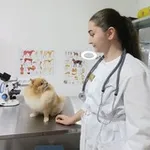 Аватар канала Джанкой Геническ Ветеринар