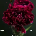 Аватар канала "عبـارات راقيه ❤️ ✍