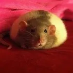 Аватар канала rats cf | 🐀 📦