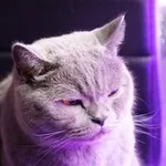 Аватар канала Котомодермем