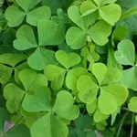 Аватар канала AutarkGesund 🌱 🍀