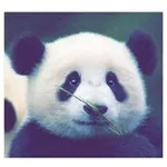 Аватар канала بــانـــدا.' 🖤 🐼