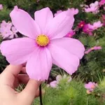 Аватар канала 😍 🌸 عشراقة فرح 🌸 😍