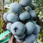 Аватар канала ГОЛУБИКА. Выращивание, продажа ягод и саженцев. 🫐
