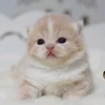 Аватар канала Котомалыши