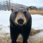 Аватар канала Bear Core