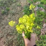 Аватар канала رائِحَة سَفَـرجَل ♥ !"