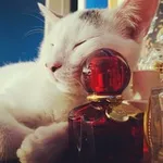 Аватар канала Духи и три кота