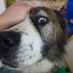 Аватар канала Dogs Ambulance "Ar Idardo"