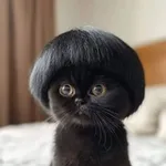 Аватар канала Котик с модной причёской