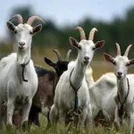 Аватар канала Про Дивеево глазами Юли 🐐