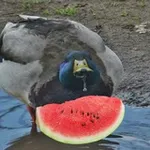 Аватар канала 🍉 Ммммммм, мєми мої мєми 🇺🇦 #УкрТґ