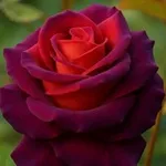 Аватар канала احاسيس مبعثره.