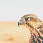 Аватар канала عذب القصيد 💭 💗 ‏ ֆ'