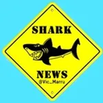Аватар канала 📰 📈 SHARK NEWS 📉 📆