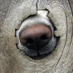 Аватар канала Dogs
