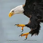 Аватар канала EAGLE TALQNS