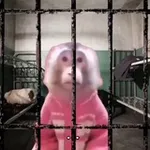 Аватар канала CryptoPrison