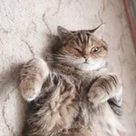 Аватар канала Коты и кошка Крамника
