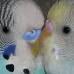 Аватар канала птицы КФ ^_^