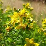 Аватар канала Wildkräuter&Kräuterzauber 🌿 🌻 🌾
