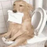 Аватар канала Shares from the Toilet