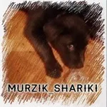 Аватар канала Murzik_shariki