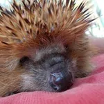 Аватар канала 🦔 Igel Buzz 🦔