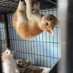 Аватар канала Котеки, репости і репости котеків