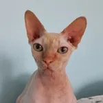 Аватар канала Профессорский кот