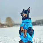 Аватар канала Доберман Вега