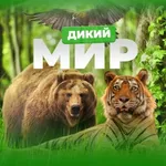 Аватар канала Дикий мир