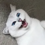 Аватар канала КотоВасия